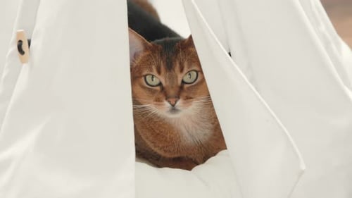 Beautiful Brown Abyssinian Cat Looking at Camera