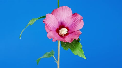 Close Up of Pink Flower Blooming Time Lapse