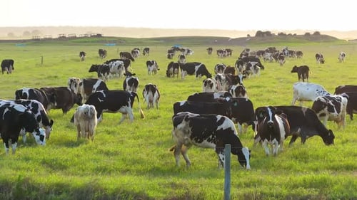 Free Range Milk Cows Grazing on Green Farm Pasture Feeding of Cattle on Farmland Grassland