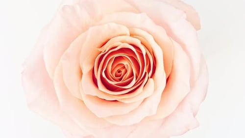 Beautiful Pink Rose Rotating on White Background Macro Shot Closeup Blooming Pink Rose Flower Open