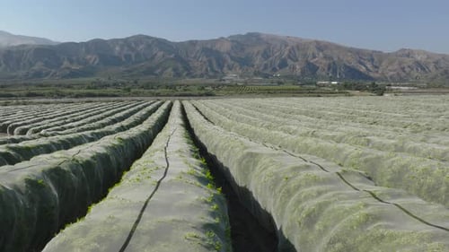 Aerial pan of orange orchard trees wrapped in protective netting to safeguard fruit on a summer day.
