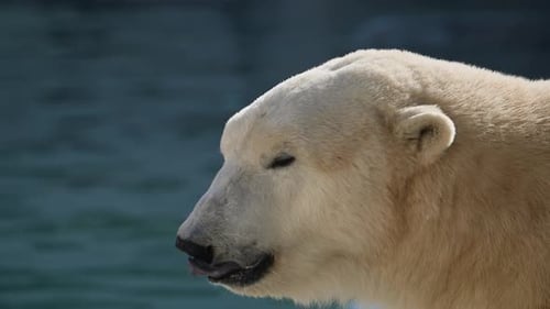 Wunderschöne Porträtaufnahmen von Eisbären in Naturlandschaft in der Nähe von kaltem Wasser des Ozeans schwimmen