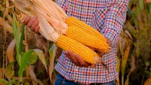 A Man Farmer Harvests Corn in a Field Selective Focus