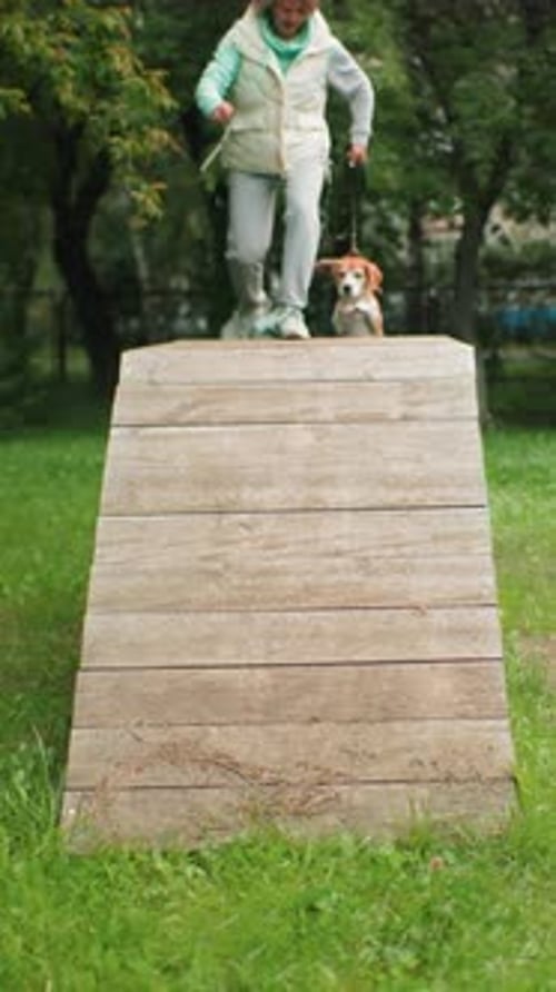 Woman and Beagle Enjoying Outdoor Exercise Female Owner Training Beagle in Park with Enthusiasm