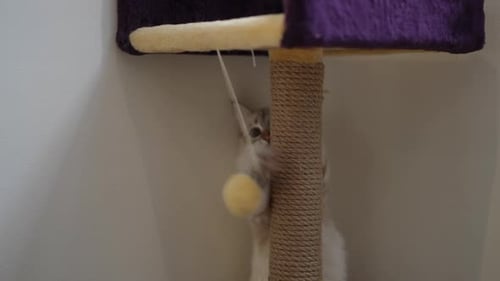 Curious Adorable Kitten Playing with Toy Hanging on Scratching Post and Leaving in Slow Motion