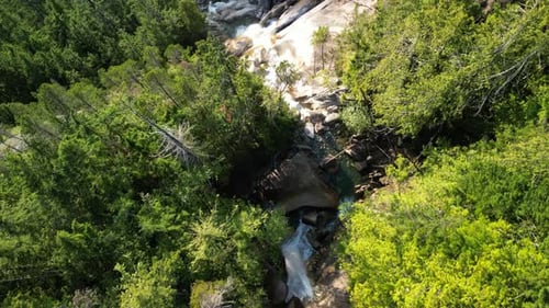 Aerial view of stream flowing through dense evergreen forest canyon