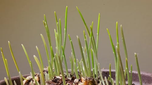 Close Up of Green Grass Sprouts Growing