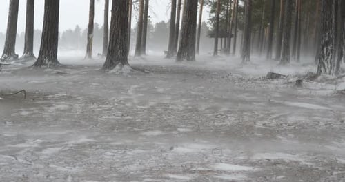 Bei starkem Wintersturm weht Schnee auf den Boden und durch die Baumstämme