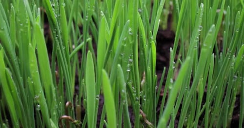 Green grass close-up super macro shooting.