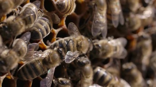 Insectos Macro - Colmena de abejas melíferas de cerca macro