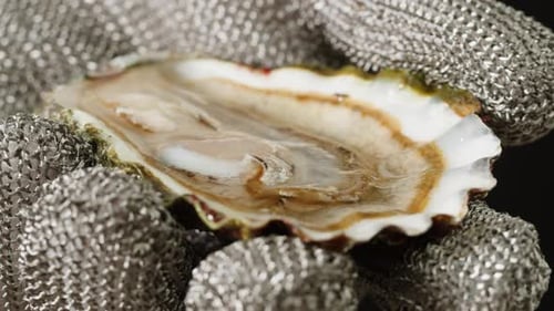 Fresh Raw Oysters with Ice French Restaurant Mediterranean Healthy Sea Food Gourment Luxury Cuisine