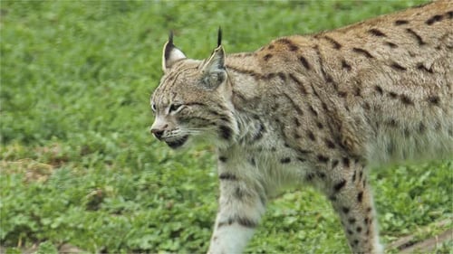Lone Lynx Walking On Green Grass