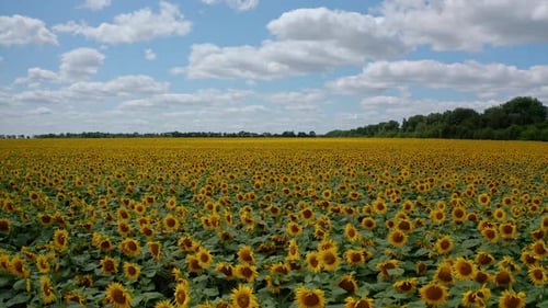 Beautiful view above to sunflower field. Agricultural big aerial sunflower landscapes.