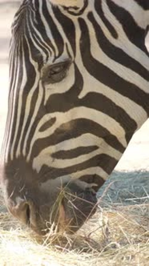 A Zebra Eats Dry Grass Closeup African Savanna South Africa Vertical Video