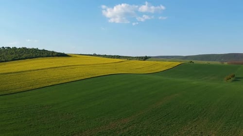 Flying over a blooming rapeseed plantation at a hilly environment