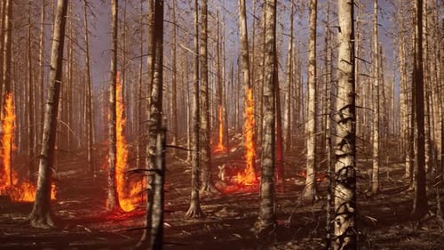 Burning Dead Forest