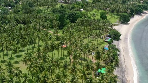 empty white sand beach coastline in Lombok with tropical coconut tree field, aerial