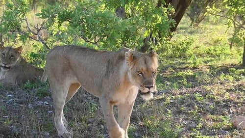 Lioness walking towards camera