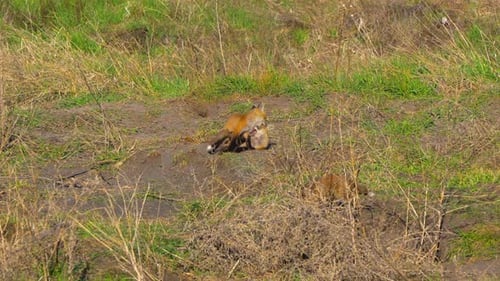 A skulk of young red foxes wrestle on the ground in a field, slow motion