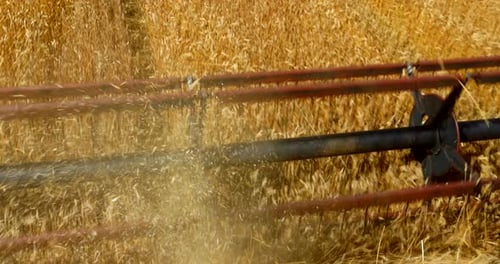 Farmerdriver Man's Hands on the Wheel of the Combine