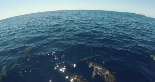 A group of dolphins swim together in the middle of the ocean and play with