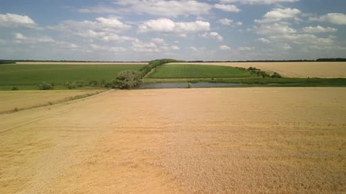 Wheat field aerial view in Ukraine