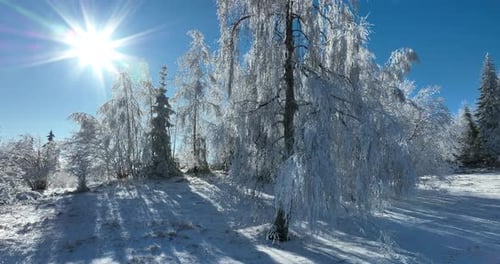 Icy Trees Sparkle in Bright Winter Sunlight