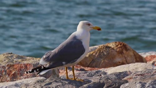 Seagull Standing Alone On Stones Near The Sea Beach