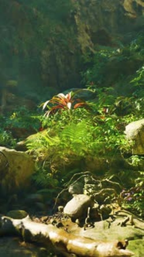 A Stream Running Through a Lush Green Forest