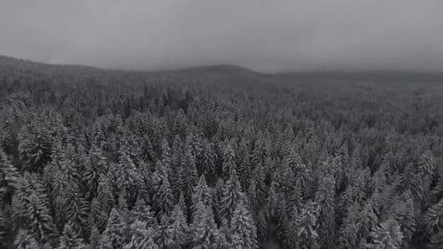 Snow Covered Trees in a Forest with Moving Mist and Beautiful Light Aerial Birds Eye View Winter