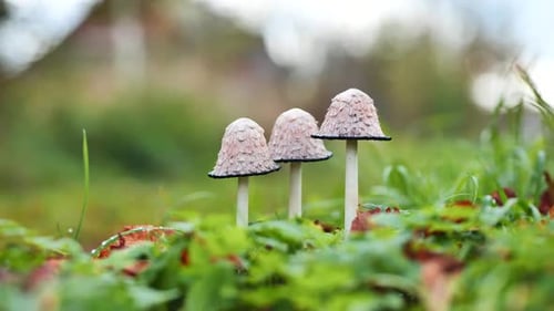 Three White Mushrooms Growing in Nature