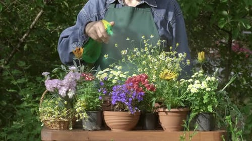 Gardener watering potted flowers. To plant flowers and spray flowers with a spray bottle