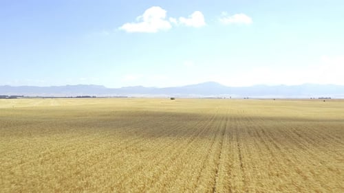 Aerial View of Golden Wheat Fields on Sunny Day