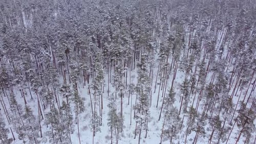 Forest of pine trees covered with white snow in winter. High drone dolley shot