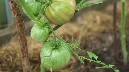Fresh Green Tomatoes Growing and Ripening on a Brunches Closeup View of Tomato Plant with Juicy