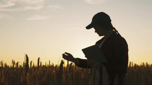 Silhouette of a Female Agronomist with a Tablet Checking Spikelets in the Field