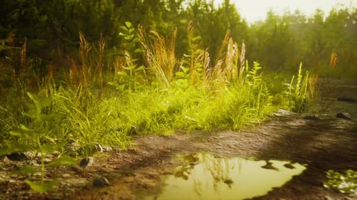 Puddles and Mud and Green Grass on a Dirt Road