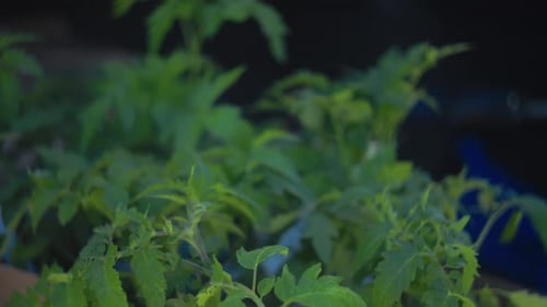 Lush Vibrant Green Tomato Plants are Thriving and Growing Beautifully in a Picturesque Garden