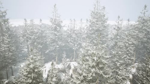 A Winter Wonderland in a Forest with Snowcovered Trees