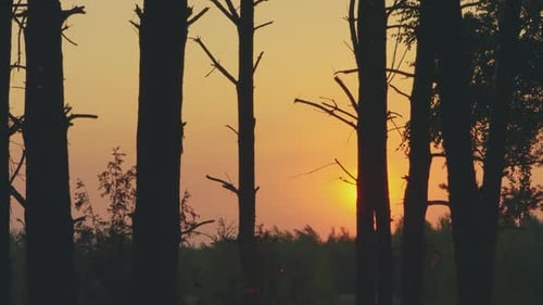 Sunset in the Woods