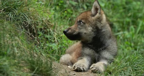 Eurasian wolf cub, , (Canis lupus lupus), also known as the common wolf;