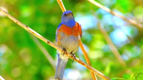 Birds (4K) 17