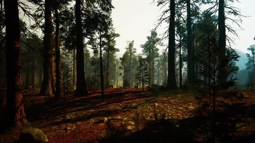Serene Forest Scene Tranquil Forest Illuminated By Morning Sun and Mist