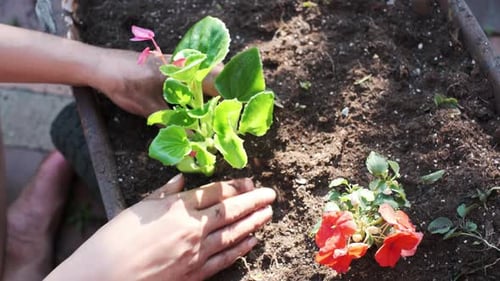 Close-up on hands planting vibrant flowers in a sunny garden bed