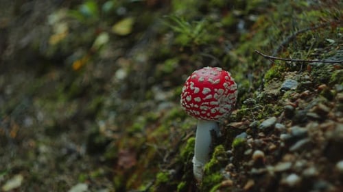 Close-Up Of Fly Agaric Mushroom Growing on Mossy Forest Floor
