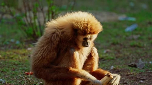 Brown Gibbon Eating in Grassy Area