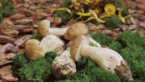 Fresh Wild Forest Mushrooms Portobello on Farmer Market