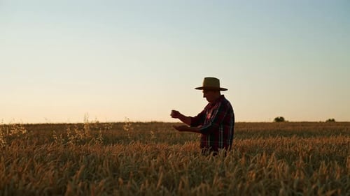 Man Examining Wheat Crop at Sunset