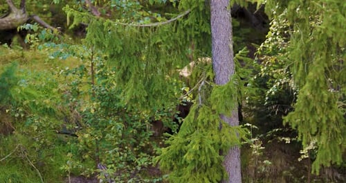 Large Brown Bear Walking in Scandinavian Forest on a Sunny Summer Day