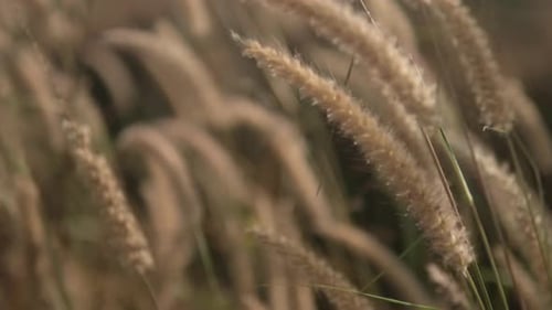 Golden hour sunlight filters through soft focus wild grass, evoking calm and serenity, close-up